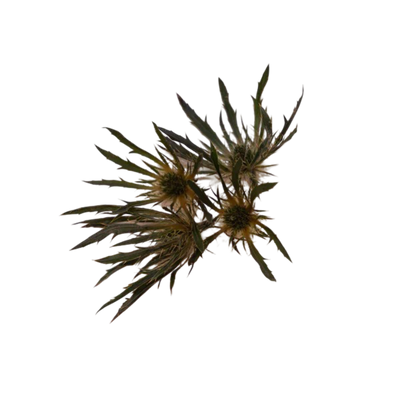 Blessed Thistle (Cnicus Benedictus)