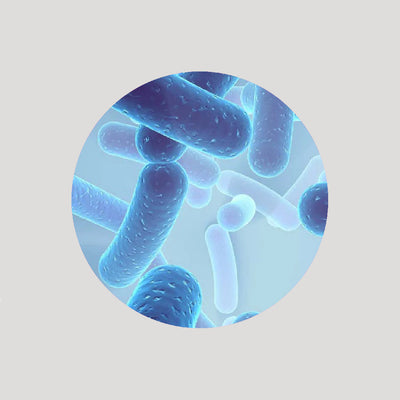 Bacillus Coagulans